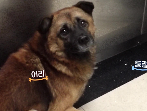 [동물농장] 엘리베이터 타고 셀프로 구조되러 가는 유기견