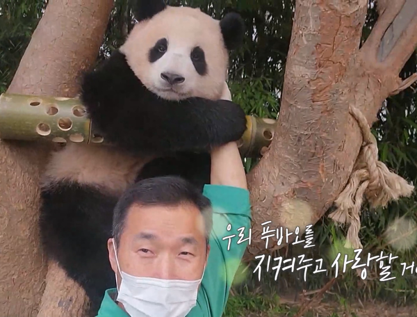 [푸바오와할부지] 이제 곧 푸바오를 보내는 할부지의 마음